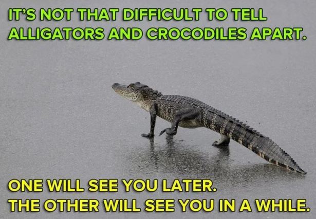 aligator