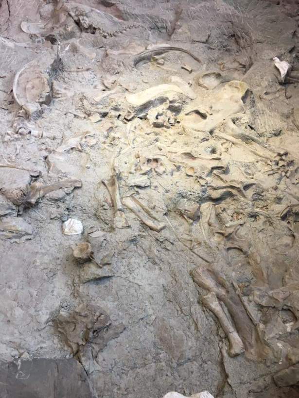 fb_img_1486882151851