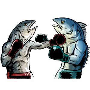 tunavssalmon__square